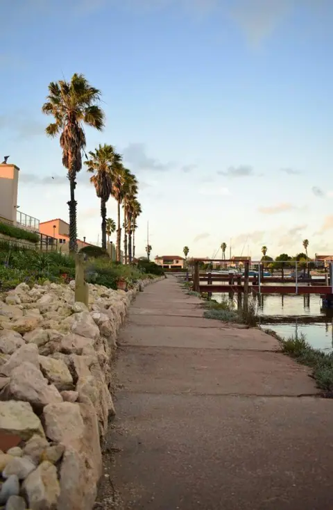 Palm trees along the marina path at dusk