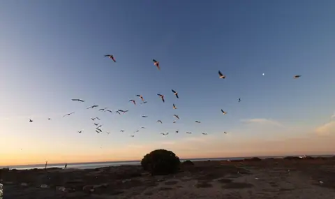 Birds flying over the beach at dusk